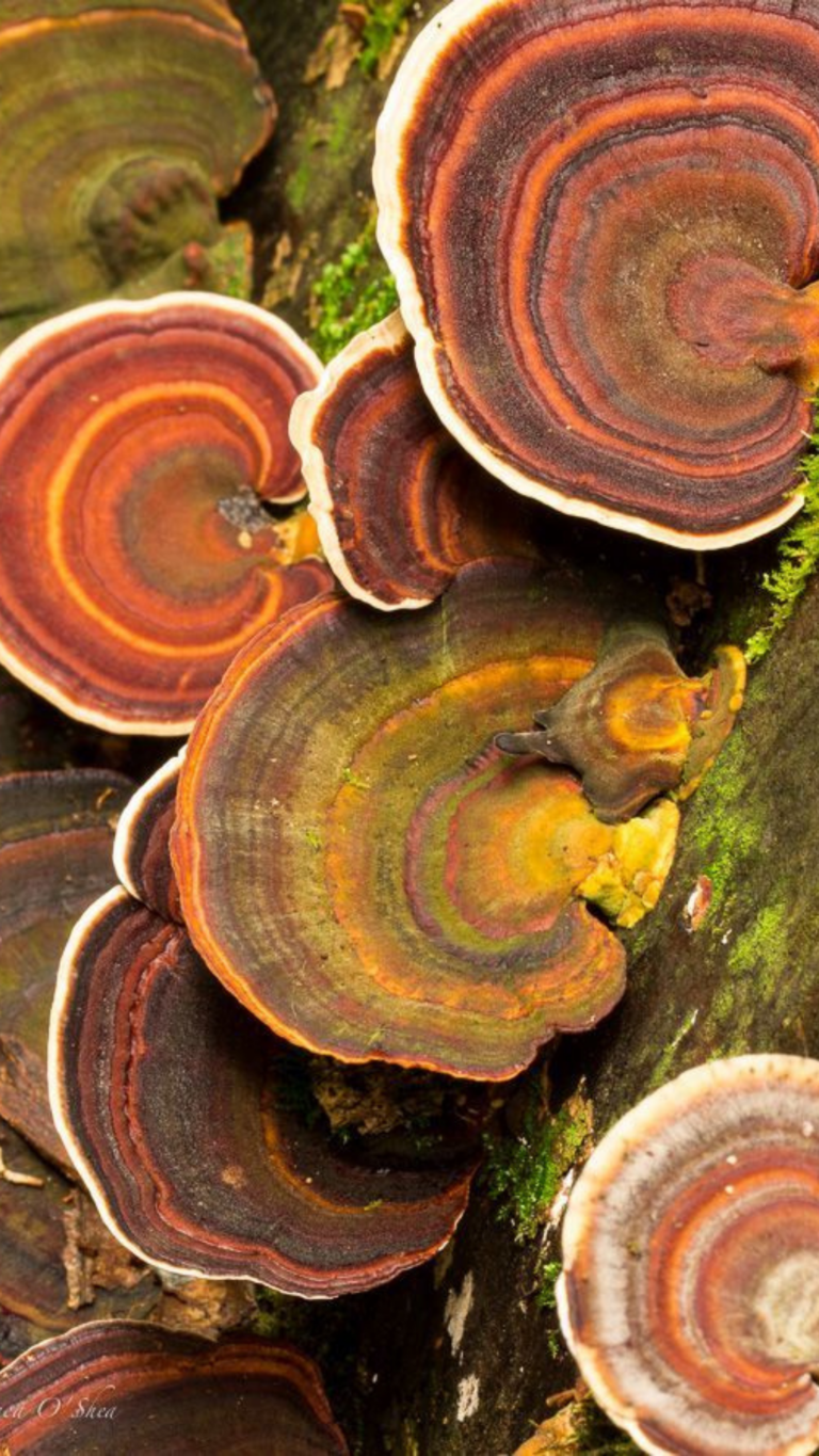 Achei que precisava de silêncio absoluto, mas descobri que posso meditar no trânsito: 25 formas de praticar.