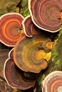 Achei que precisava de silêncio absoluto, mas descobri que posso meditar no trânsito: 25 formas de praticar.