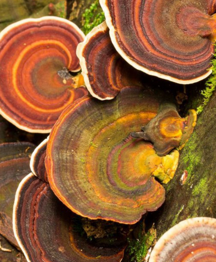 Achei que precisava de silêncio absoluto, mas descobri que posso meditar no trânsito: 25 formas de praticar.